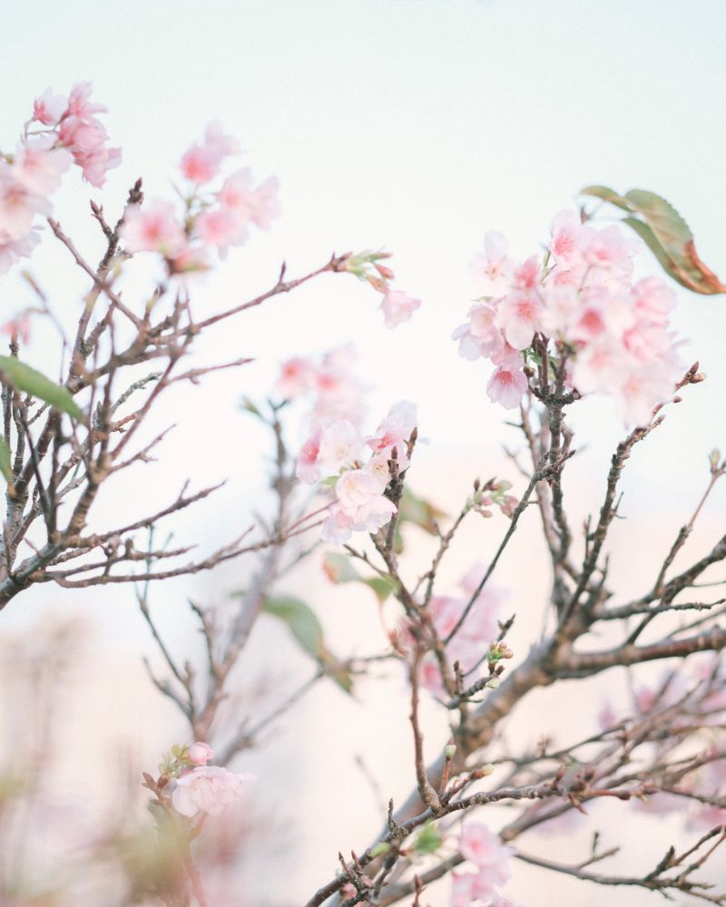 3月になったら咲くんじゃないかな。...